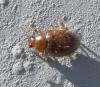 Rhyzobius sp.
